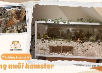 101 ý tưởng trang trí lồng nuôi hamster