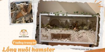 101 ý tưởng trang trí lồng nuôi hamster
