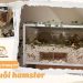 101 ý tưởng trang trí lồng nuôi hamster