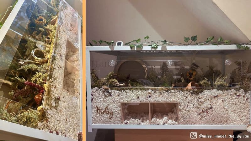 Lồng hamster 100cm x 50cm theo theme thiên nhiên