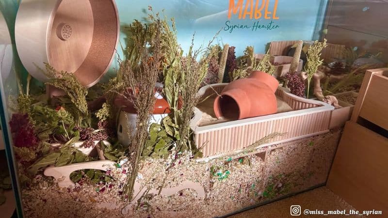 Chiếc bể nuôi hamster size 122cm x 50cm