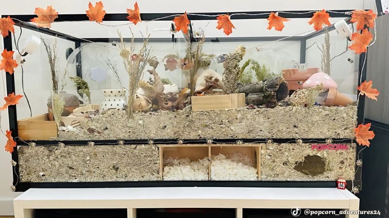 Bể kính nuôi hamster 120cm x 60cm theo phong cách tự nhiên