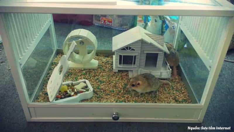 Trang trí chuồng Hamster theo kiểu cổ điển giản dị