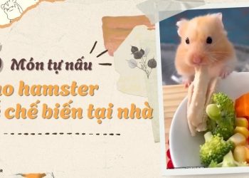 Cách tự làm thức ăn cho hamster tại nhà