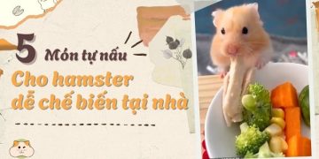 Cách tự làm thức ăn cho hamster tại nhà