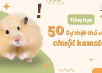 tổng hợp 50 sự thật thú vị về hamster