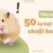tổng hợp 50 sự thật thú vị về hamster