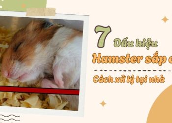 7 dấu hiệu hamster sắp chết