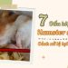 7 dấu hiệu hamster sắp chết