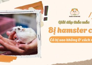 Giải đáp bị hamster cắn có sao không và cách xử lý nhanh
