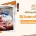 Giải đáp bị hamster cắn có sao không và cách xử lý nhanh