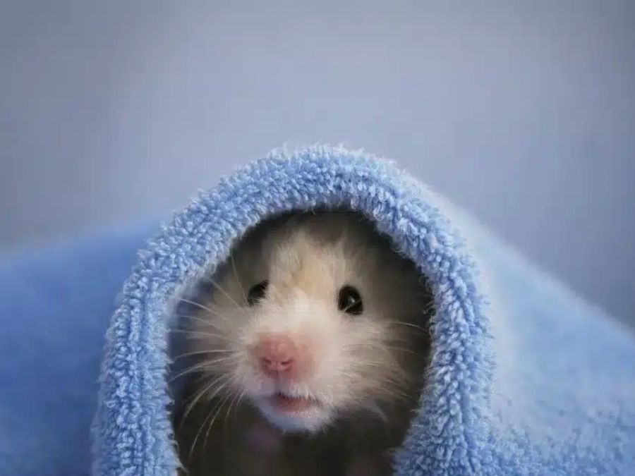 Giữ ấm cơ thể cho hamster