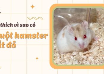 Giải đáp vì sao lại có hamster mắt đỏ