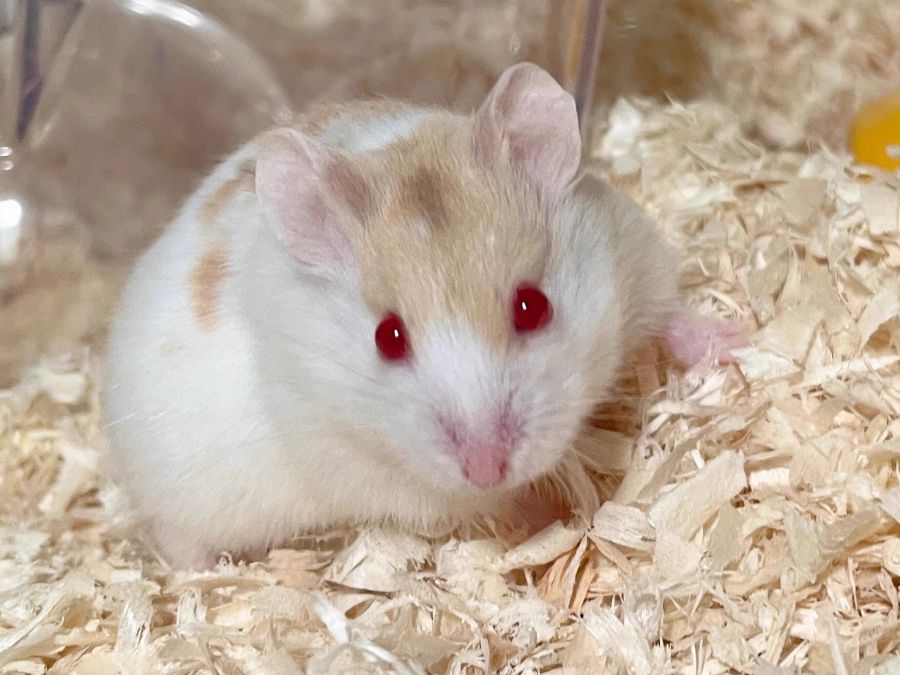albino hamster