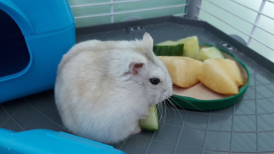 Thức ăn cho Hamster biến ăn