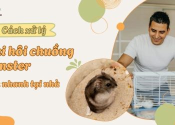 Cách xử lý chuồng hamster bị hôi tại nhà