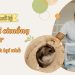 Cách xử lý chuồng hamster bị hôi tại nhà