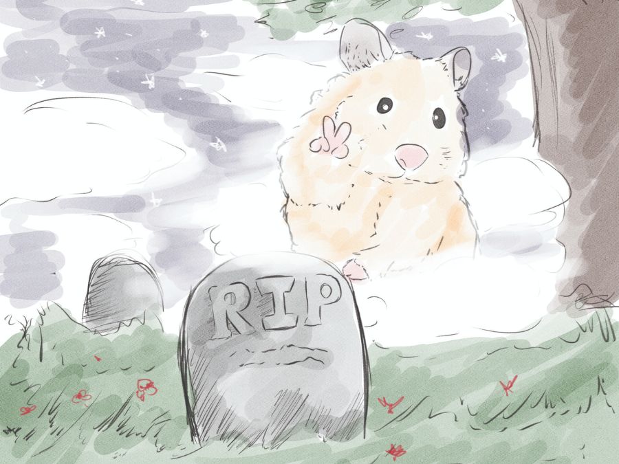 Chôn cất hamster