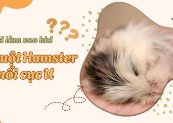 Chuột hamster bị nổi cục U phải làm sao