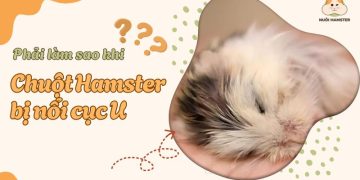 Chuột hamster bị nổi cục U phải làm sao