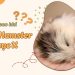 Chuột hamster bị nổi cục U phải làm sao