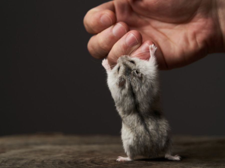 Lý do vì sao hamster cắn
