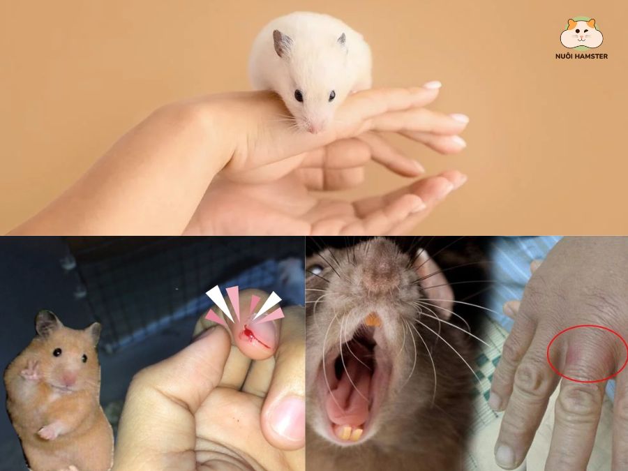 Các dấu hiệu cho thấy chuột hamster cắn