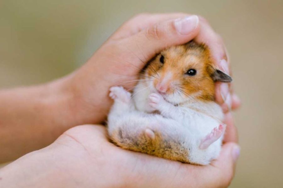 Chăm sóc hamster bị bệnh