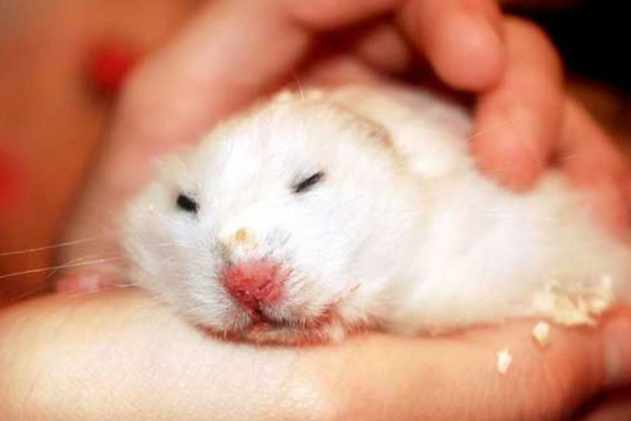 Hamster có bị hạch không