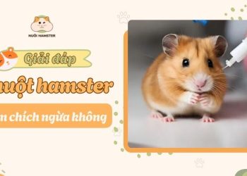 Chuột hamster có cần chích ngừa không