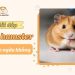 Chuột hamster có cần chích ngừa không