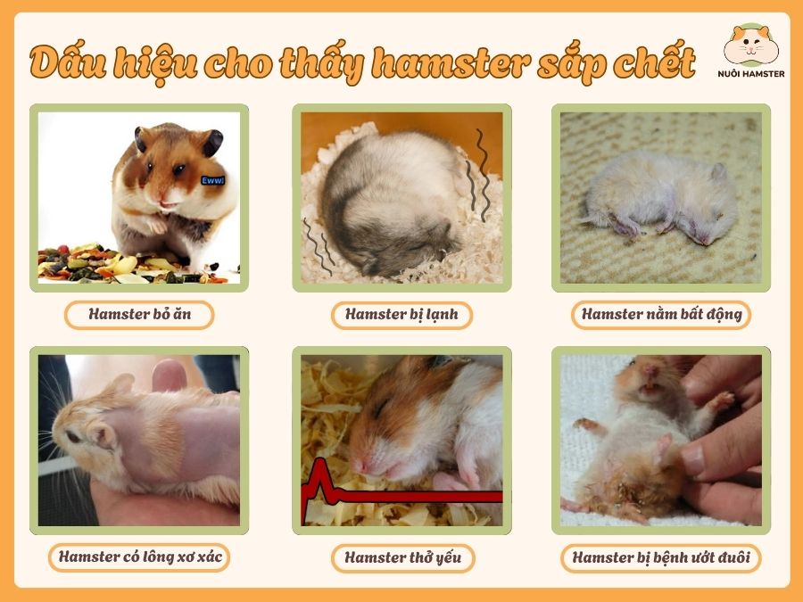Dấu hiệu cho thấy hamster sắp qua đời