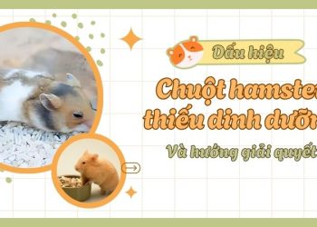 Dấu hiệu cho thấy hamster thiếu dinh dưỡng và cách xử lý