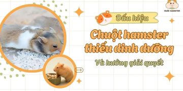 Dấu hiệu cho thấy hamster thiếu dinh dưỡng và cách xử lý