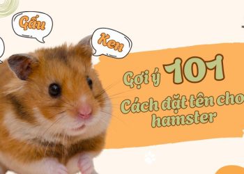 Gợi ý 101 tên cho chuột hamster dễ thương ai cũng mê