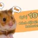 Gợi ý 101 tên cho chuột hamster dễ thương ai cũng mê