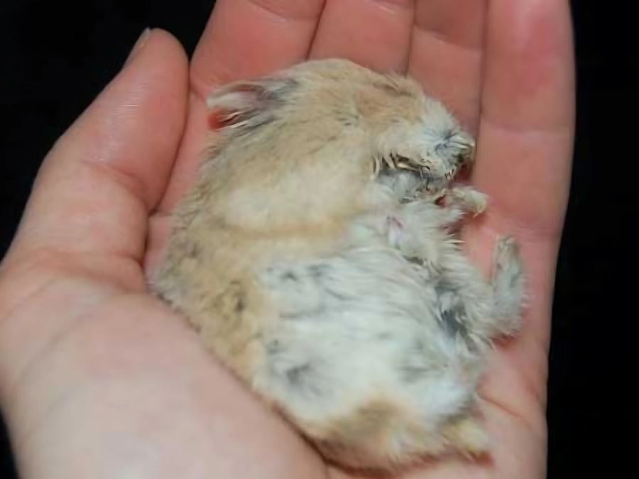 Hamster bị nổi cục u do nấm