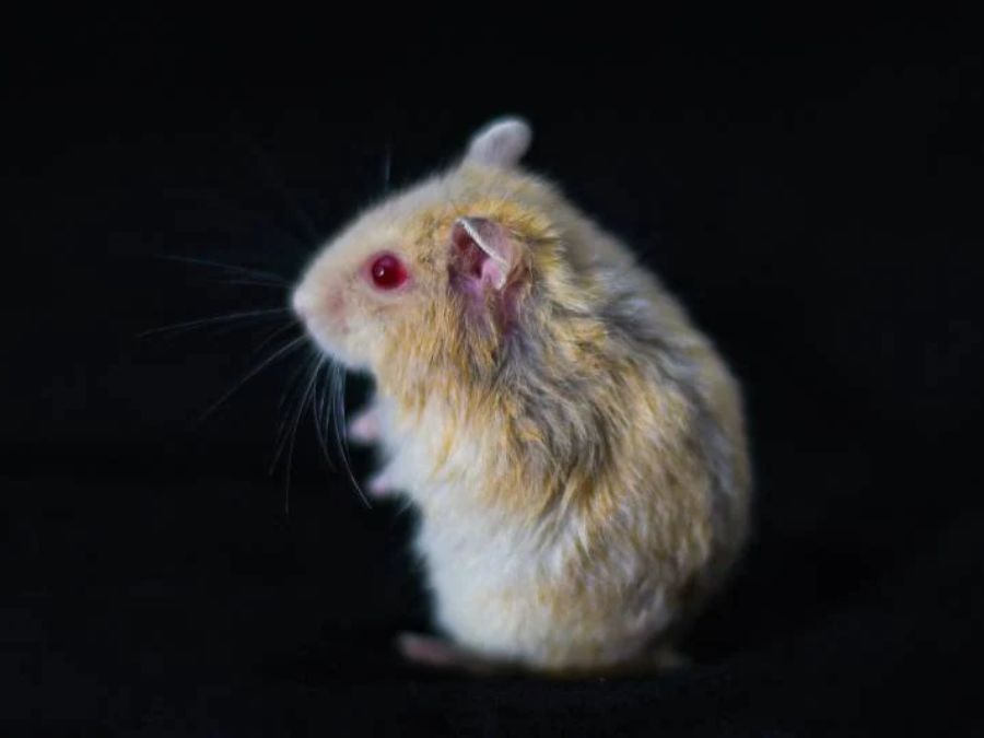 Hamster mắt đỏ