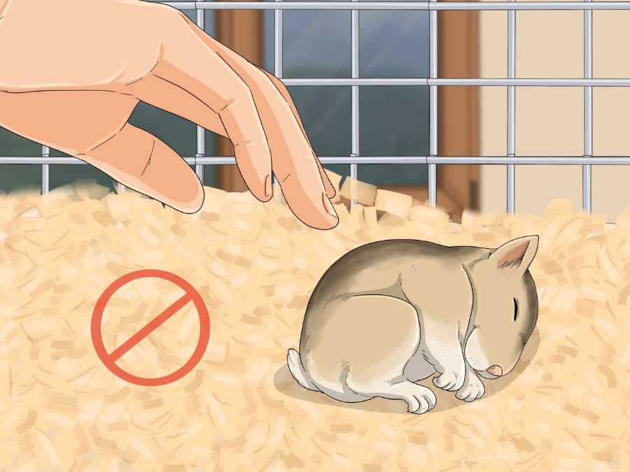 Không quấy rầy hamster khi ngủ