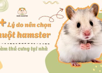 7 Lý do nên chọn hamster làm thú nuôi trong nhà