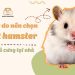 7 Lý do nên chọn hamster làm thú nuôi trong nhà