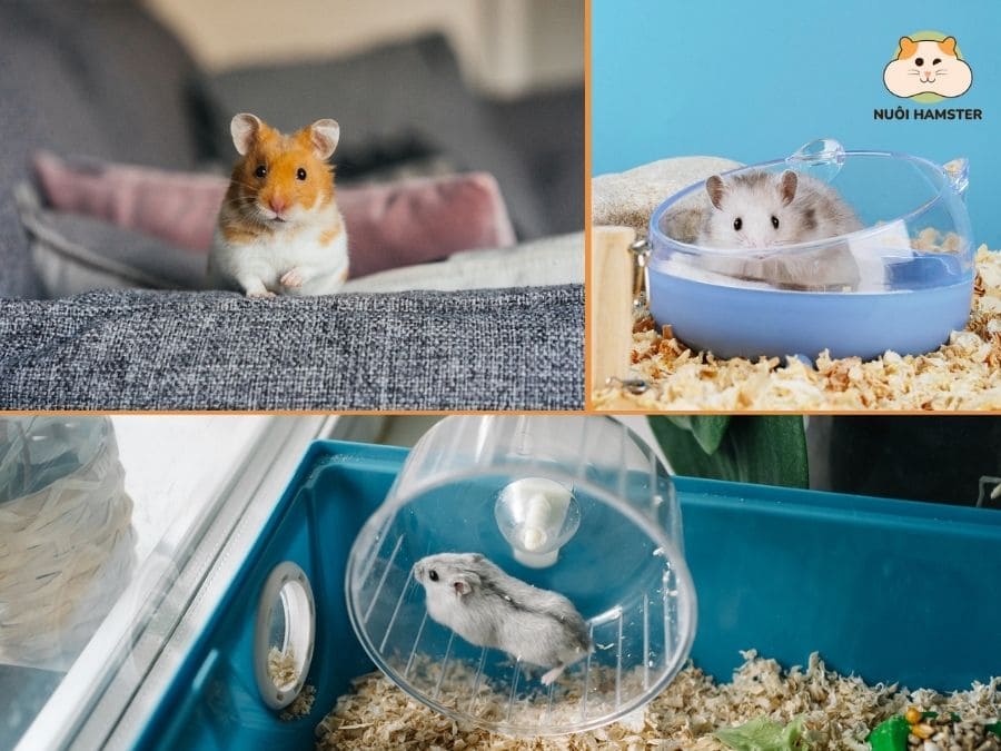 Hamster có kích thước nhỏ gọn phù hợp với nhiều không gian sống