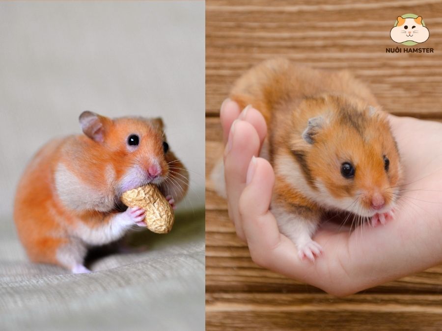 Hamster có tập tính nhồi thức ăn vào má và vẻ ngoài dễ thương