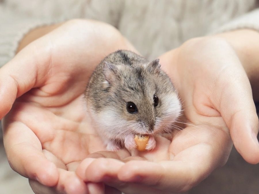 Chuột hamster nhỏ nhắn trong lòng bàn tay