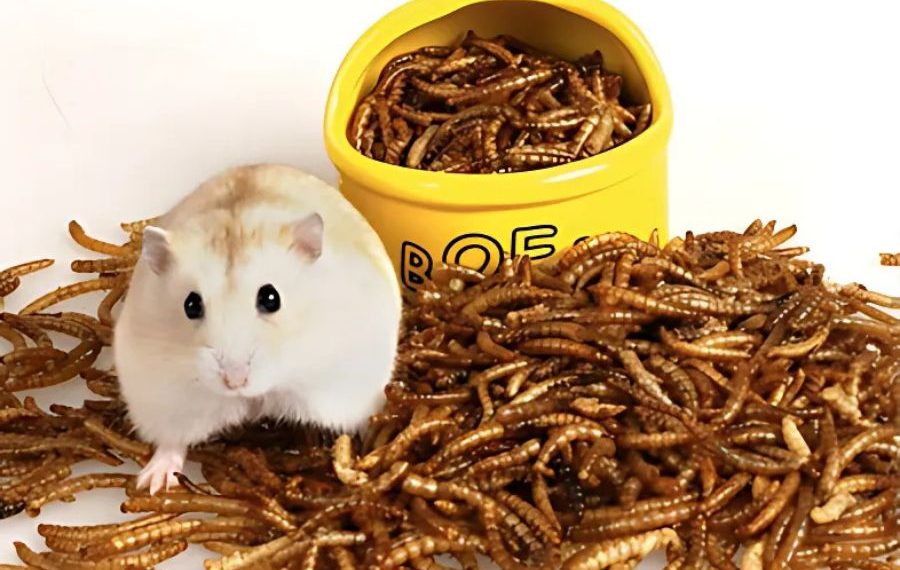 Món sâu gạo răng khoái khẩu của hamster