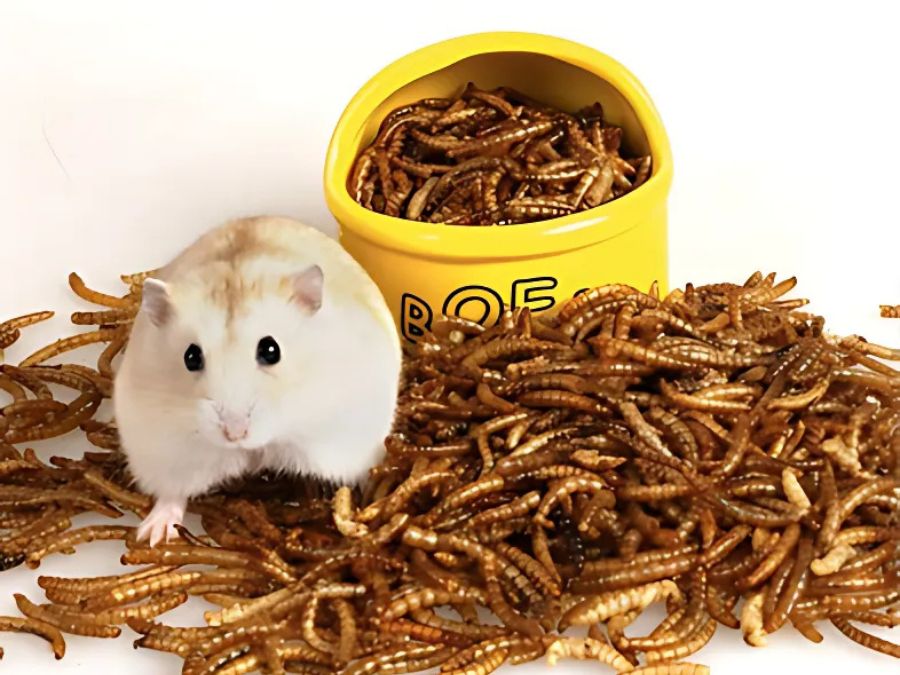 Món sâu gạo răng khoái khẩu của hamster
