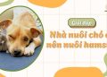 Nhà nuôi chó có nên nuôi hamster