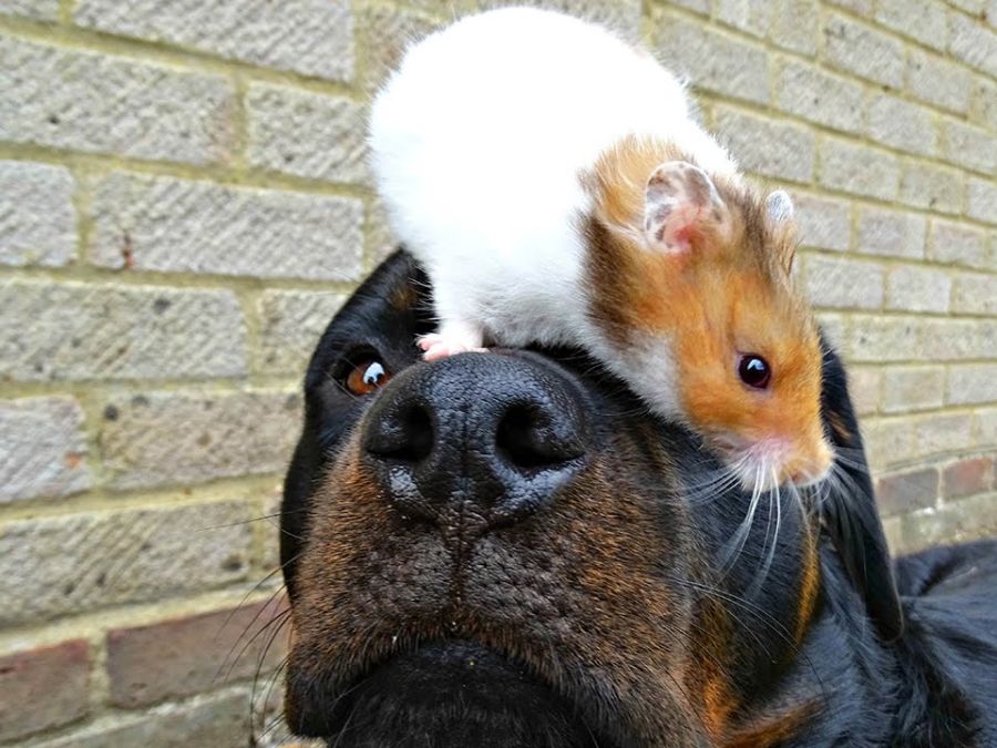 Điều kiện để nuôi hamster chung với chó