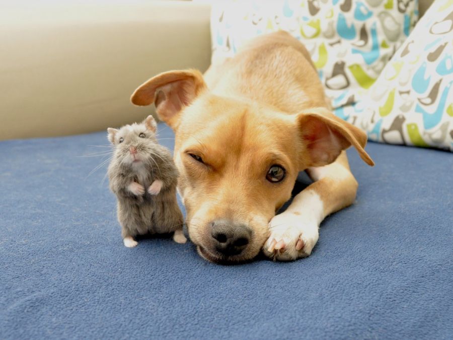 Trường hợp không nên nuôi hamster nếu đã có chó