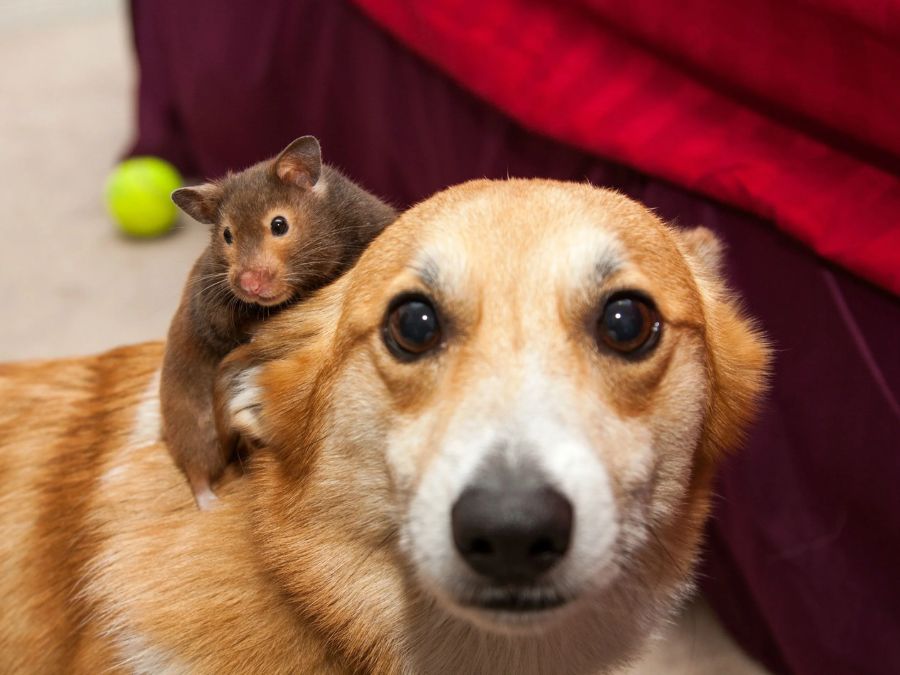 Lưu ý khi nuôi hamster chung với chó